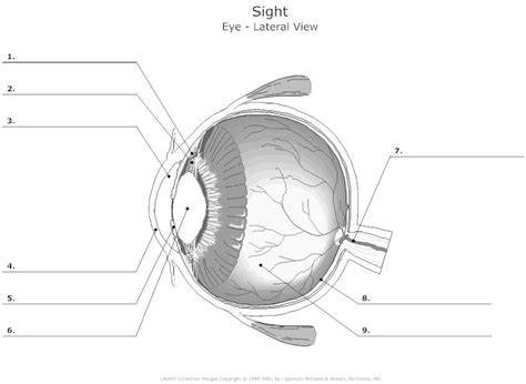 blank eye diagrams - Bing Images | Human eye diagram, Anatomy and physiology, Eye anatomy