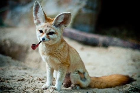 Fennec Fox Wallpapers - Top Free Fennec Fox Backgrounds - WallpaperAccess