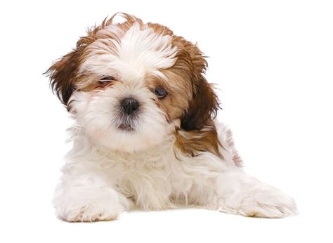 #1 | Shih Tzu Puppies For Sale By Uptown Puppies