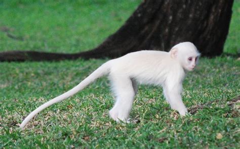 Albino Monkeys: Appearance, Facts, Habitat, Facts and Information