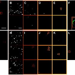 bcd mRNA particles surrounding surface nuclei during syncytial blastoderm stages.