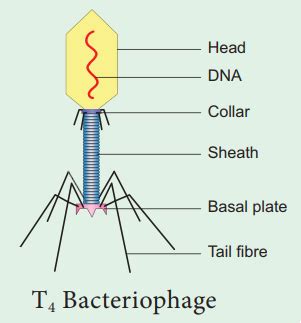 Bacteriophage Diagram