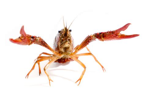 People Eating Crawfish Stock Photos, Pictures & Royalty-Free Images - iStock