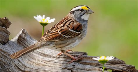 White-throated Sparrow Sounds, All About Birds, Cornell Lab of Ornithology