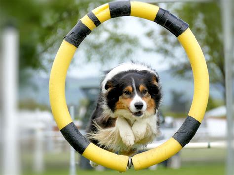 Agility - Der Spaß, Sport und Wettkampf - Border-Collie.de