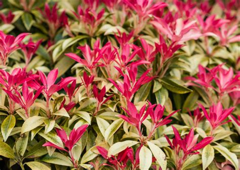 Elizabeth Waddington's 15 Award-Winning Pieris Types With Star Quality | Horticulture Magazine