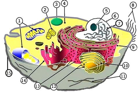 Plant Cell Coloring Pdf Answer Key Biologycorner.com - Animal And Plant Cell Labeling / Animal ...