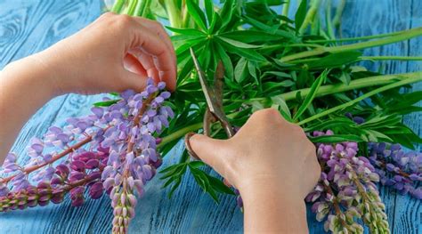 How to Plant, Grow and Care For Lupine Flowers