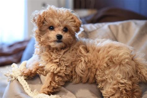 chi-poo chihuahua poodle mix dog | Chihuahua poodle mix, Poodle mix dogs, Poodle mix puppies