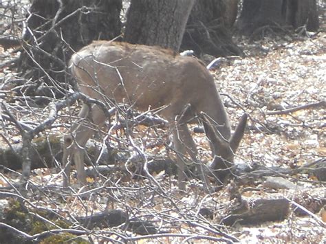 Yosemite Wildlife – National Parks Blog