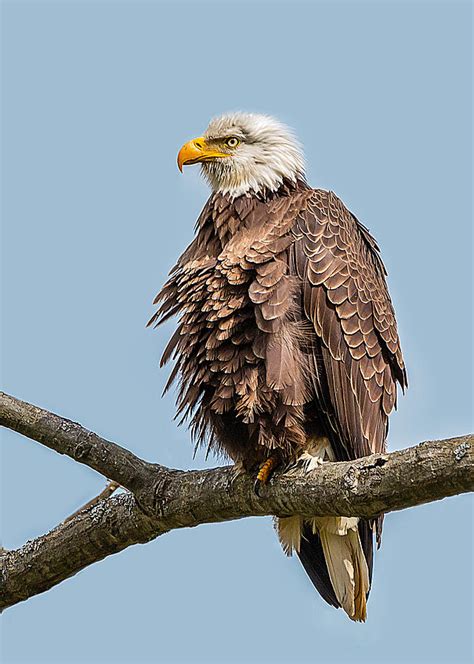 Ruffled Feathers Bald Eagle Photograph by David Johnson