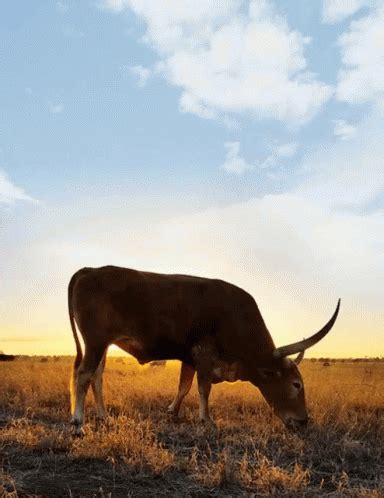 Longhorn GIFs | Tenor