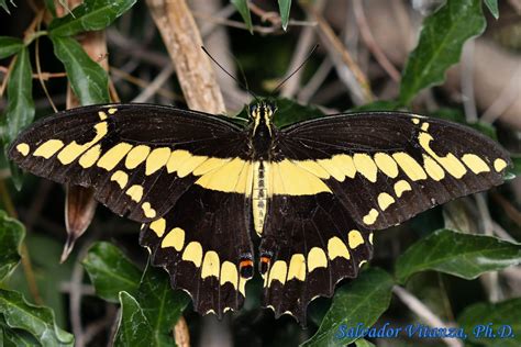 Lepidoptera-Papilionidae-Papilio rumiko-Western Giant Swallowtail (D ...