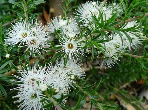 Kunzea ambigua Prostrata | Wholesale Nursery - Nurseries in Melbourne, Sydney & Brisbane | Plantmark