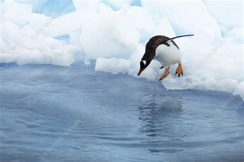 Gentoo penguin preparing to dive - Stock Image - C001/3232 - Science Photo Library