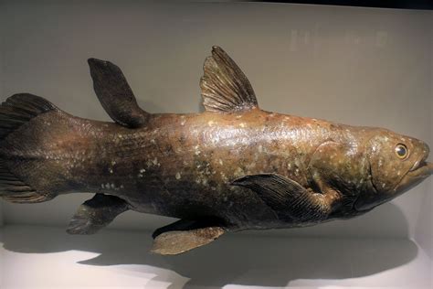 The Coelacanth | Interesting Thing of the Day