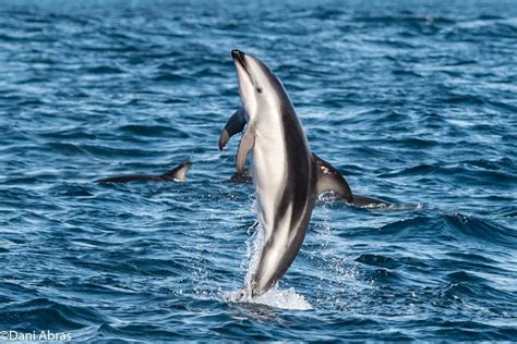 In Pictures: Dusky dolphins put on a show for tourists in Hout Bay