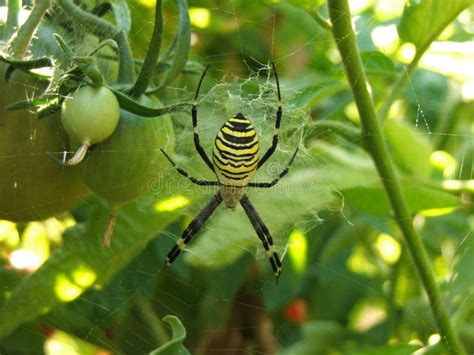 Tomato spider stock image. Image of yellow, spiderweb - 49083191