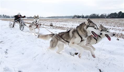 Husky Training | National Review