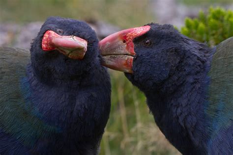 The Plight of the Takahē | Featured Creature