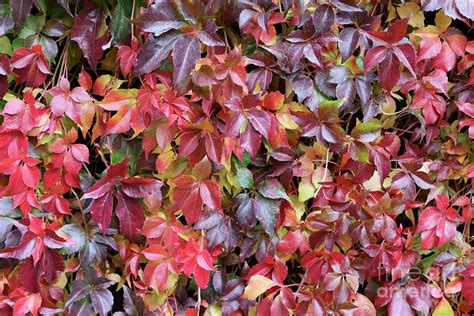 Virginia Creeper Wall Photograph by Carol Groenen - Fine Art America