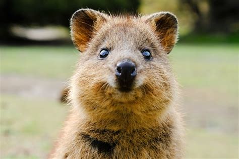 Most Unique Animals in Australia - Brisbane Kids