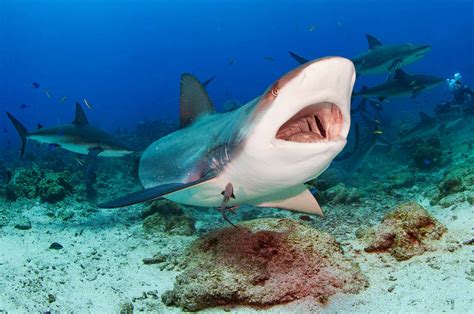 Caribbean Reef Shark Habitat