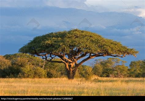 Afrikanischer Akazienbaum - Lizenzfreies Bild #12080947 | Bildagentur ...