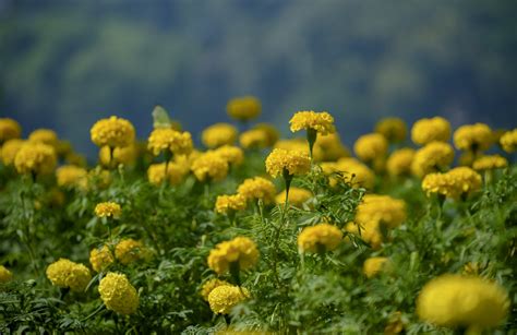 Download Depth Of Field Summer Yellow Flower Flower Nature Marigold HD ...