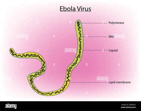 Ebola virus, Biological illustration of Ebola virus, detailed and ...