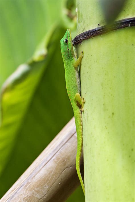 Andaman Day Gecko India Photograph by Konrad Wothe - Pixels