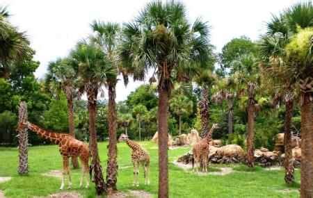 Jacksonville Zoo And Gardens, Jacksonville | Ticket Price | Timings | Address: TripHobo