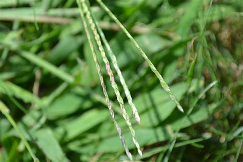 Crabgrass Seed - Green Thumb Advice