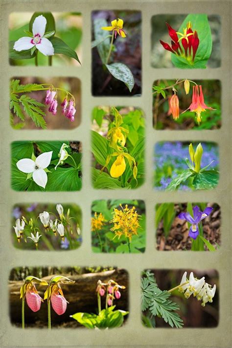 ♥~ Appalachian Wildflowers ~♥~ by William Britten.~♥ #wildflowers #appalachia | Wild flowers ...