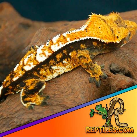 halloween crested gecko morphs for sale halloween crested geckos