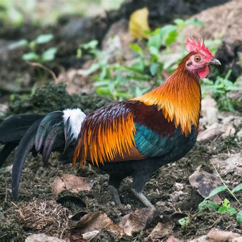 Red Junglefowl Archives - DIY Chicken Coop Plans