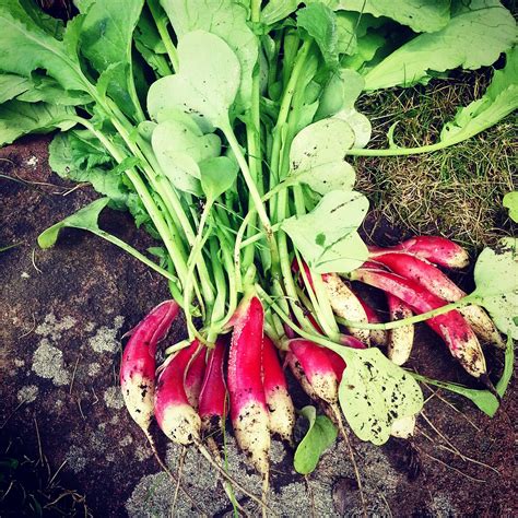 French Breakfast Radish - grown in the polytunnel - Harriet Knibbs photos | French breakfast ...