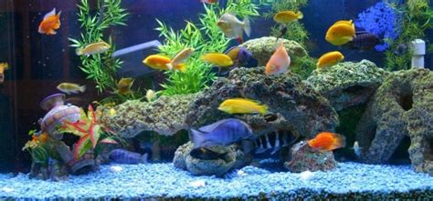 How Does a Water Change Help My Fish Tank Aquarium? - Open Sea Aquarium