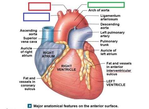 Posterior Interventricular Sulcus