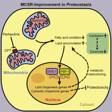 Lipid Biosynthesis Coordinates a Mitochondrial-to-Cytosolic Stress Response: Cell