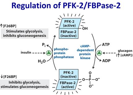 Please explain the steps in this regulation of PFK-2/FBPase-2 from the picture. | Homework.Study.com