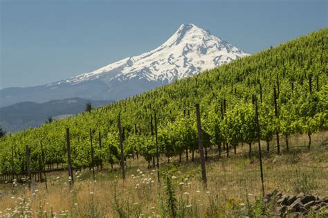 The 10 Best Washington Wineries To Visit | Washington wineries, Washington wine country ...