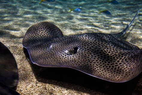 Freshwater Stingray: A Care Guide For This Impressive Species