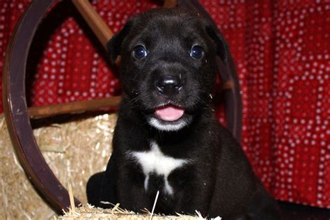 Star on his chest..."new sheriff in town" | Labrador retriever ...