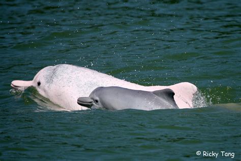 Friends of the Foundation - Chinese White Dolphin Eco-tour May :: OPCFHK