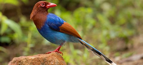 Bird Watching in Sri Lanka, what to look for!