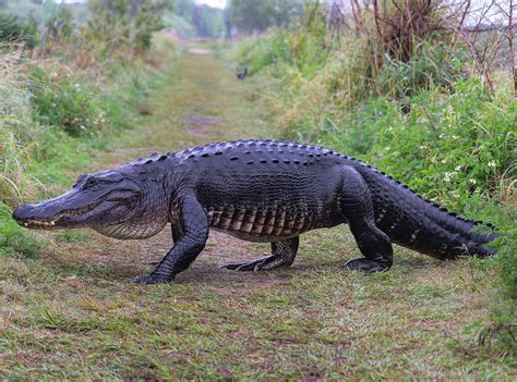 Alligator crossing Photograph by Jeni Tirnauer - Pixels