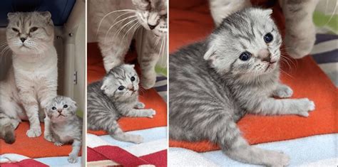 Rescuers Receive Tiny Surprise After Mama Cat’s Arrival at Shelter