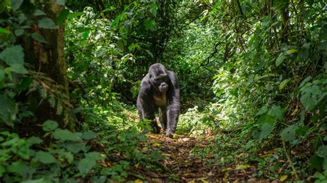 Bwindi National Park Holidays - Uganda - Steppes Travel