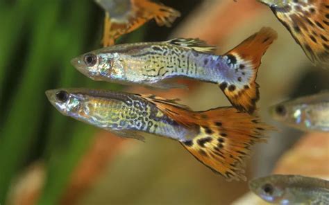 Guppy Fish Breeding Video